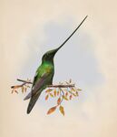 蜂鸟