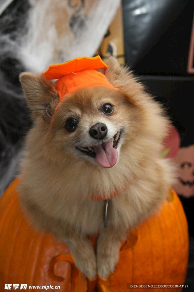 狗
