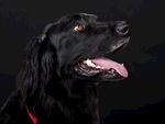 狗
