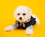 狗