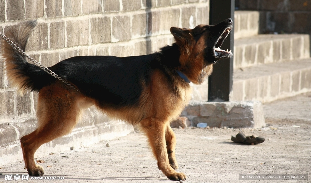 狗