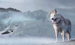 狗