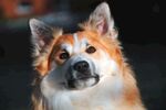狗