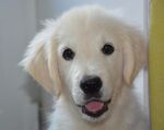 狗