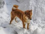 狗
