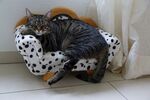 猫