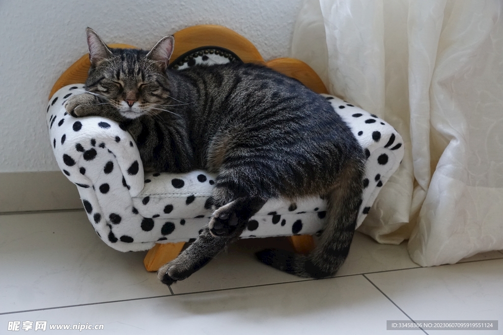 猫