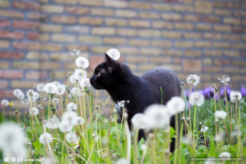 猫