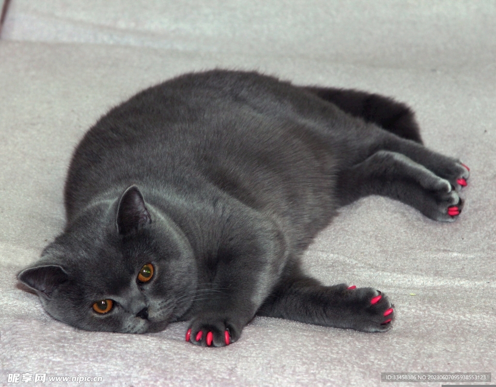 猫