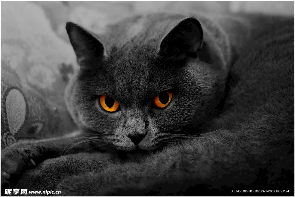 猫
