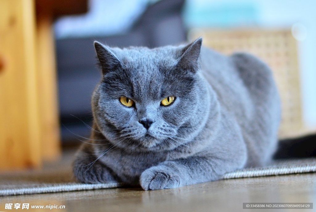 猫
