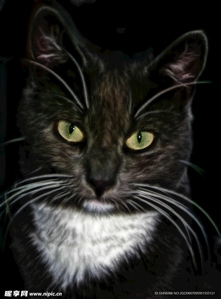 猫