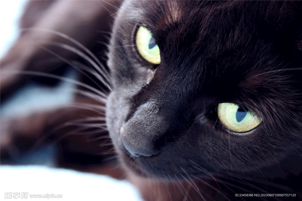 猫