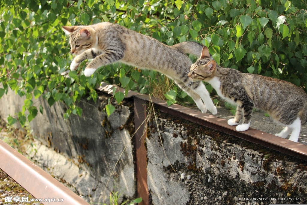 猫