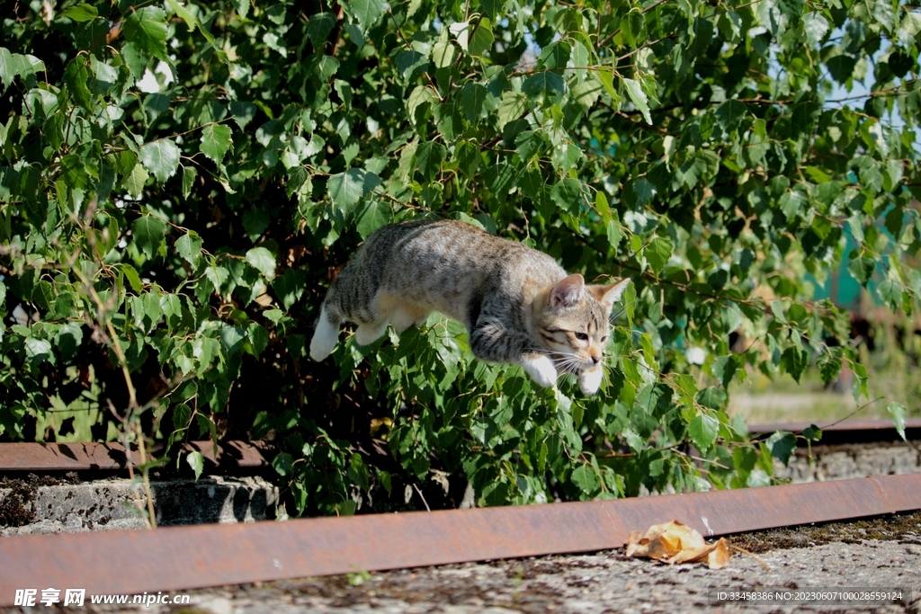 猫