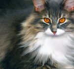 猫
