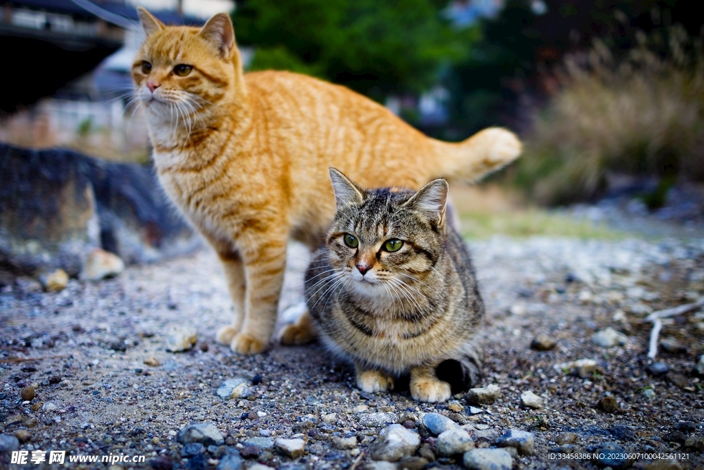 猫