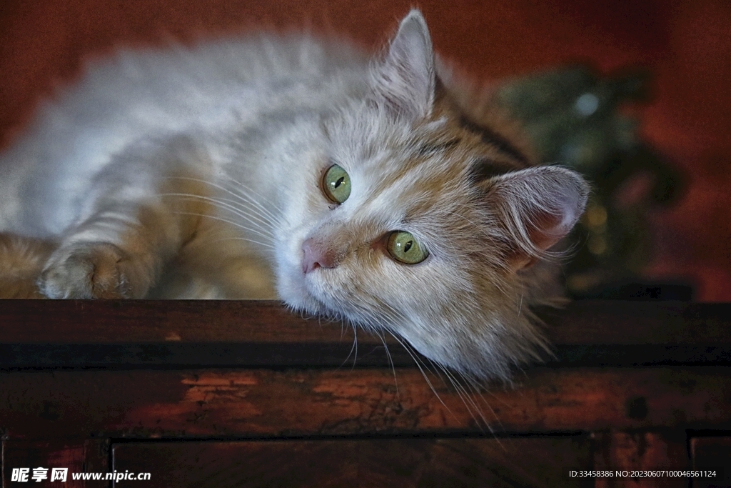 猫