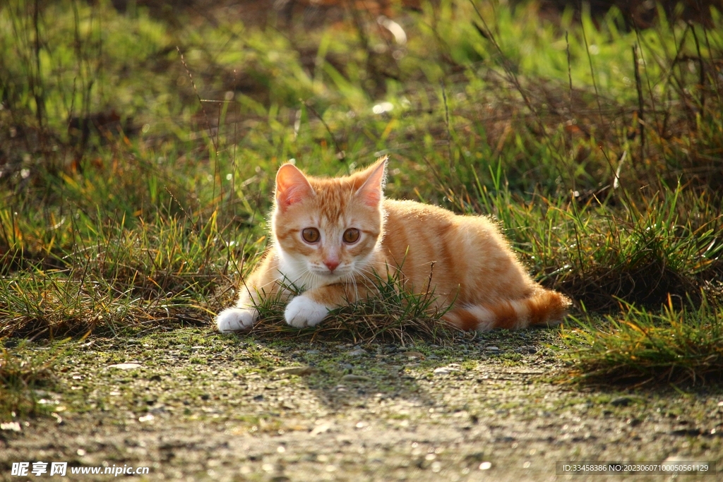 猫