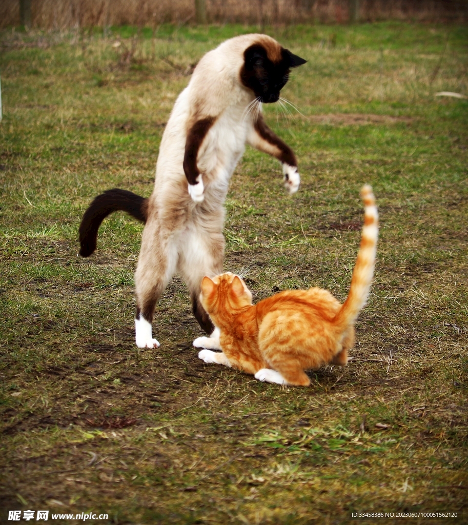 猫