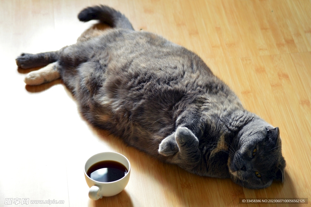 猫