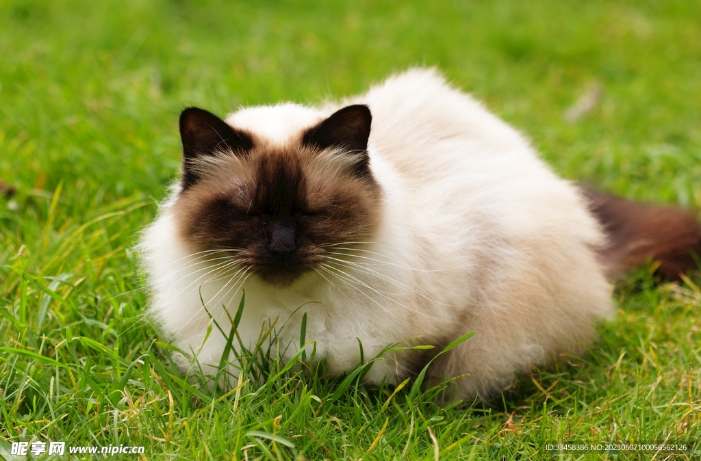 猫