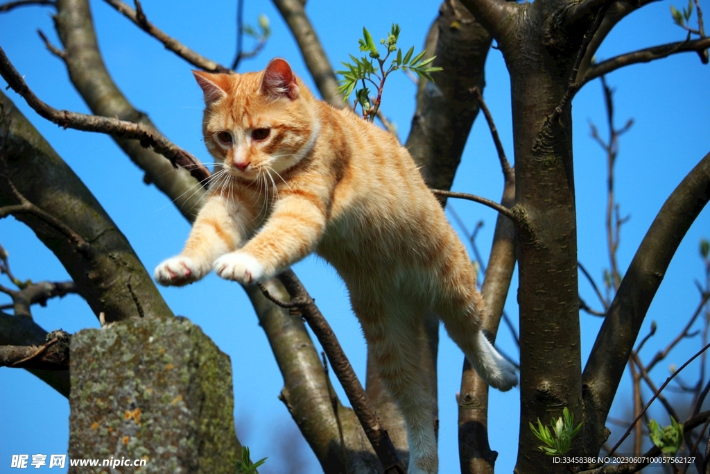 猫