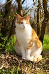猫