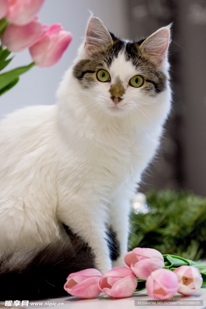 猫