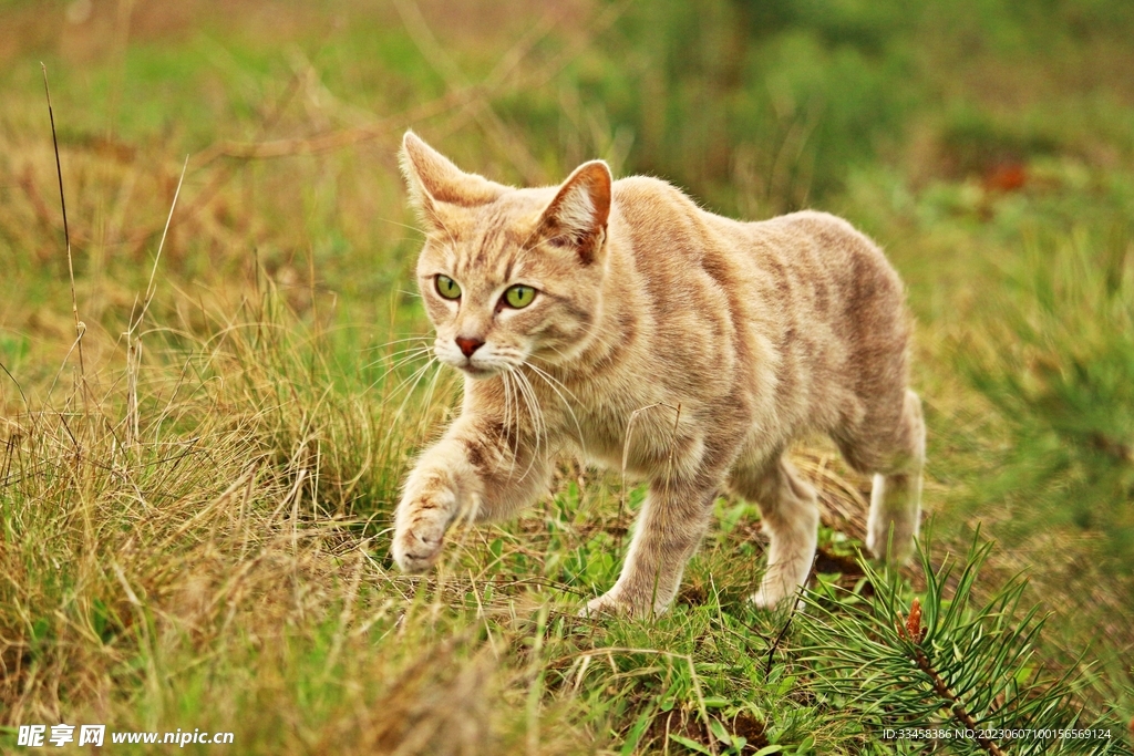 猫