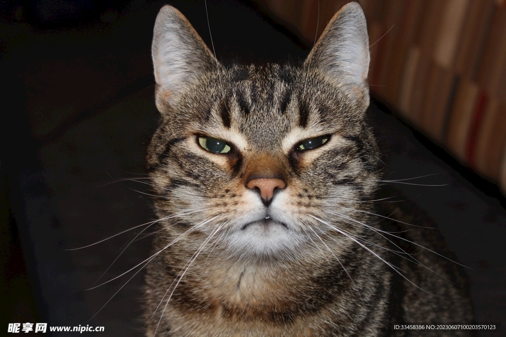 猫