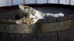 猫