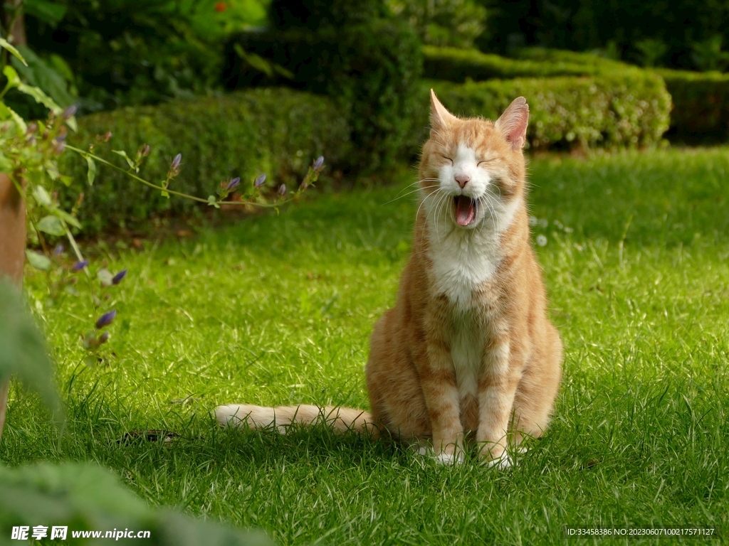 猫
