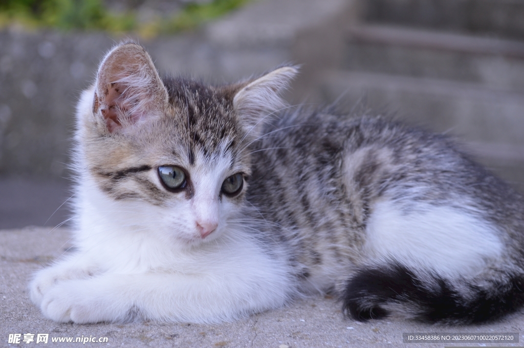 猫