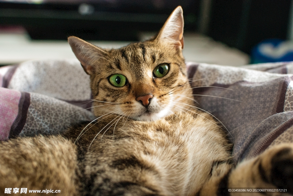 猫