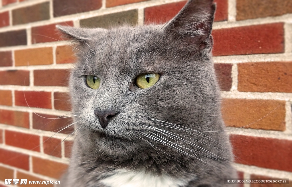 猫
