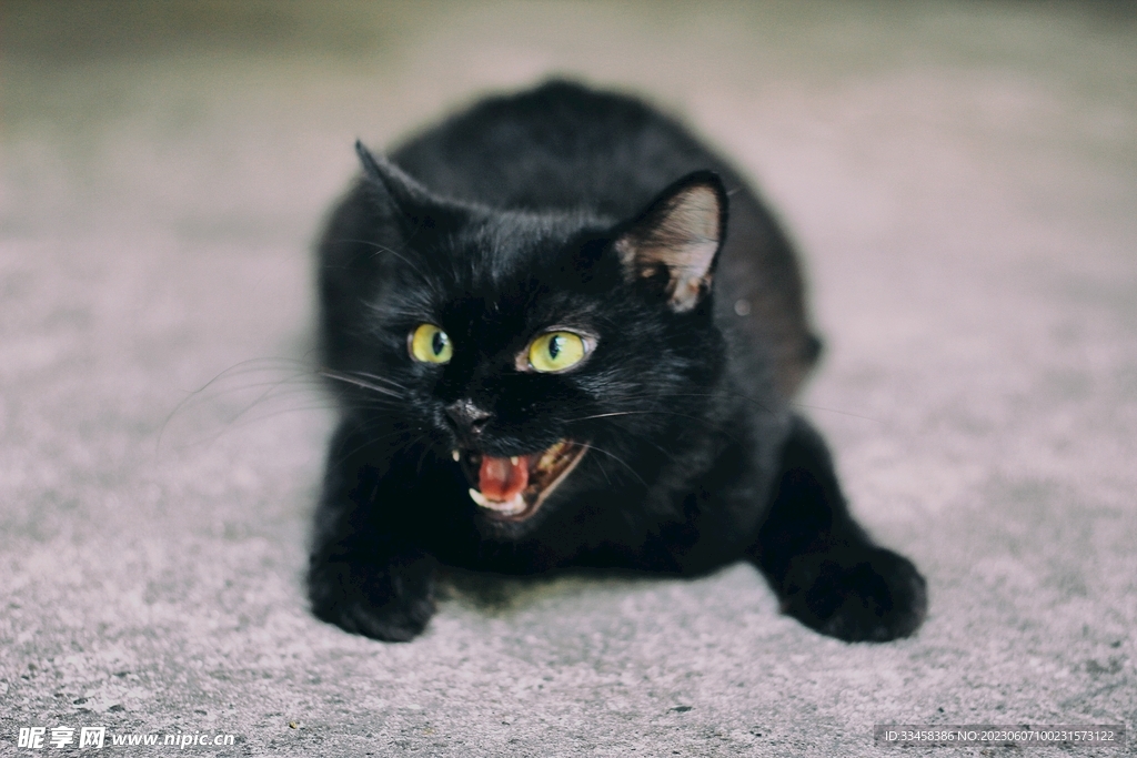 猫