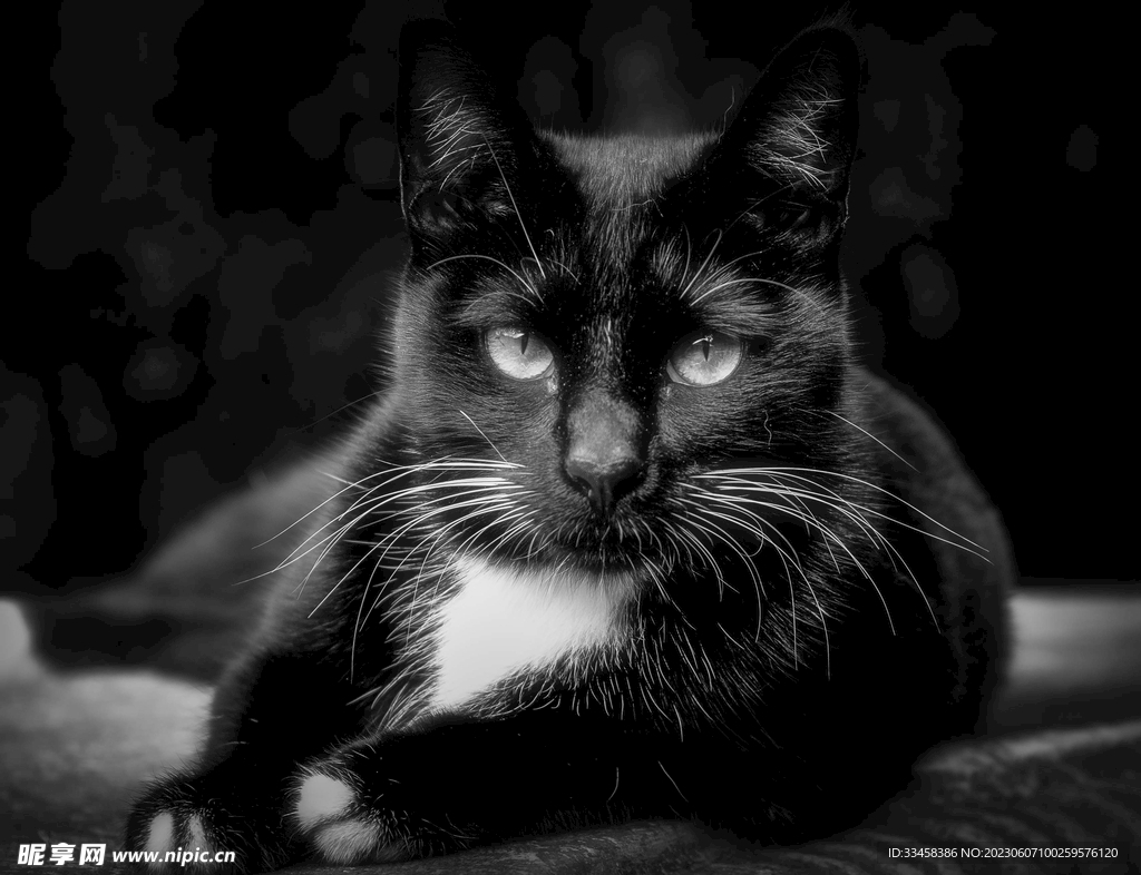 猫