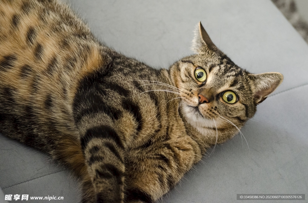 猫