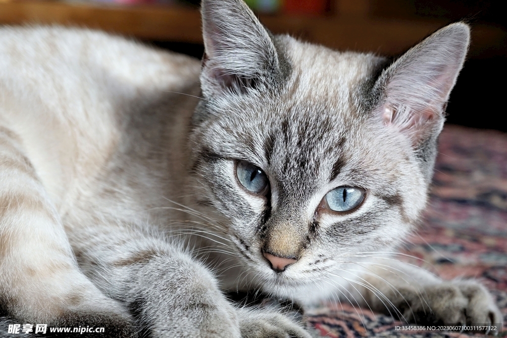 猫