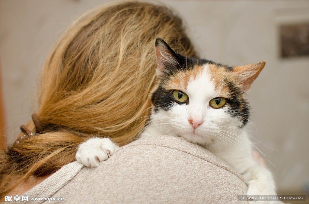 猫