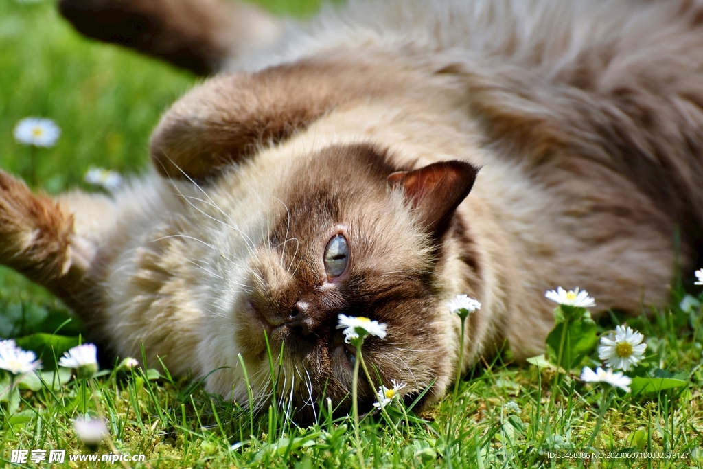 猫