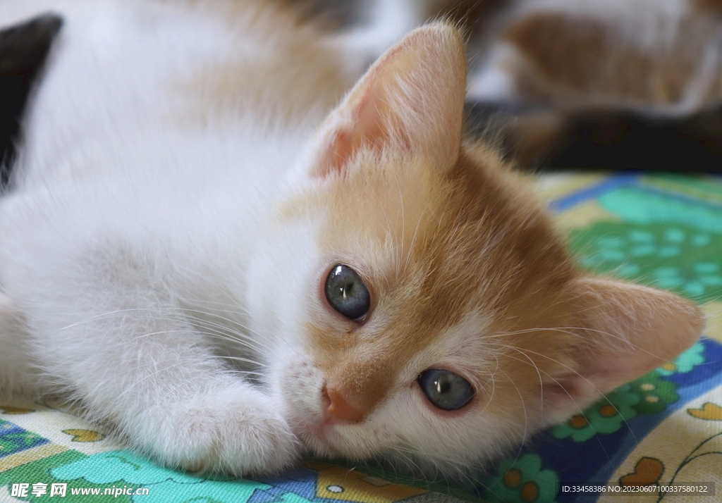 猫