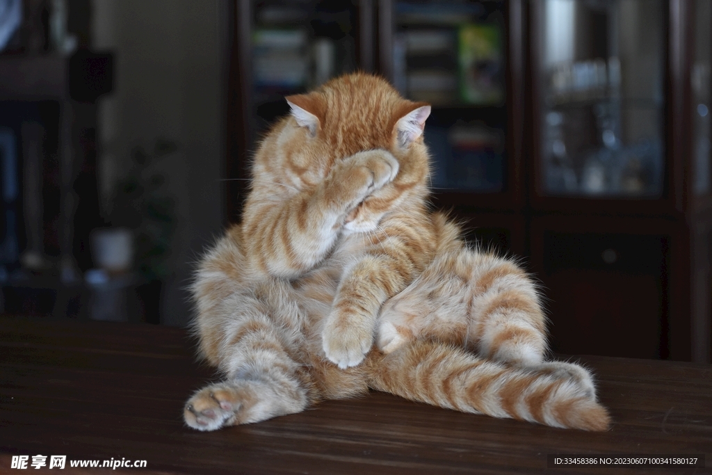 猫