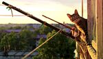 猫