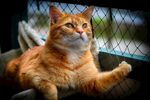 猫