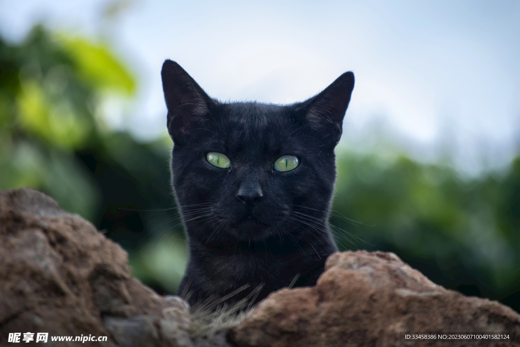 猫
