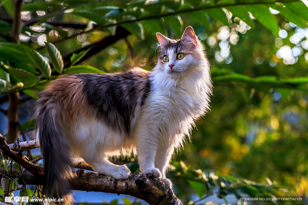 猫