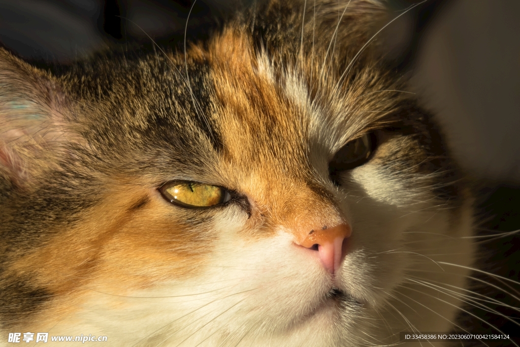 猫