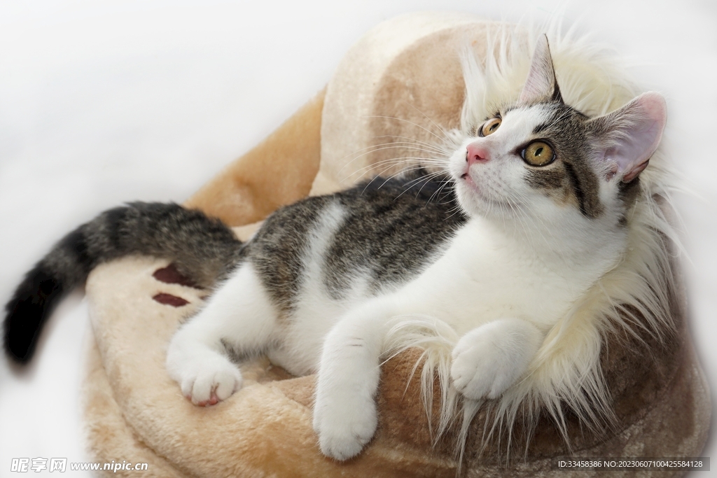 猫